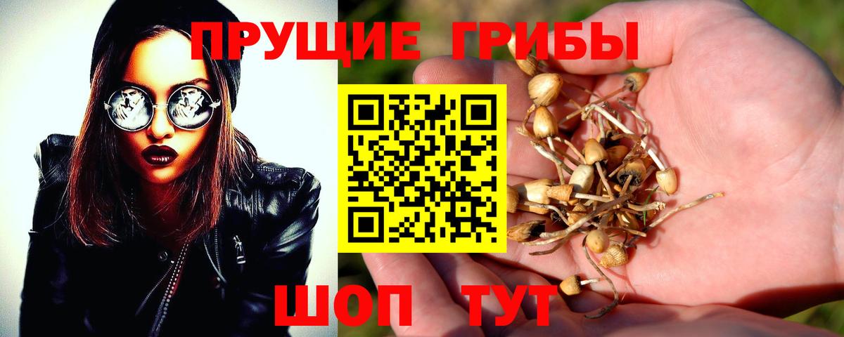 Галлюциногенные грибы Psilocybine cubensis  Вход с VPN  Шебекино 